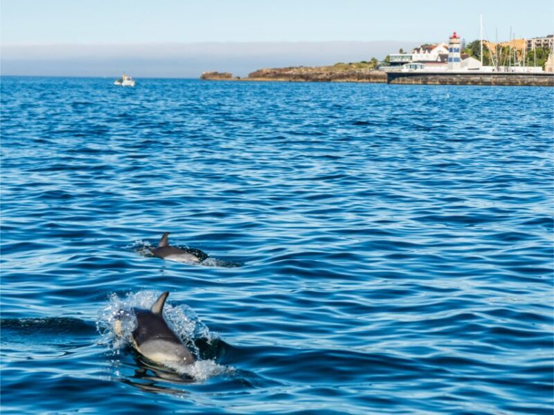 Cascais: Dolphin Watching Tour - FAQ