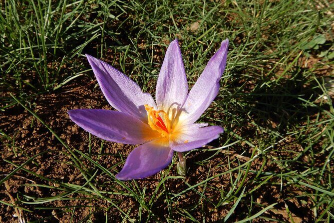 Castel del Monte: excursion in the Alta Murgia National Park - FAQ
