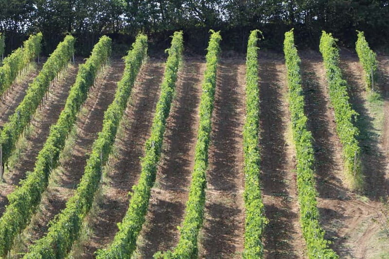 Castell'Arquato: Winery tour and tasting Colli Piacentini wines - A Deep Dive into the Experience