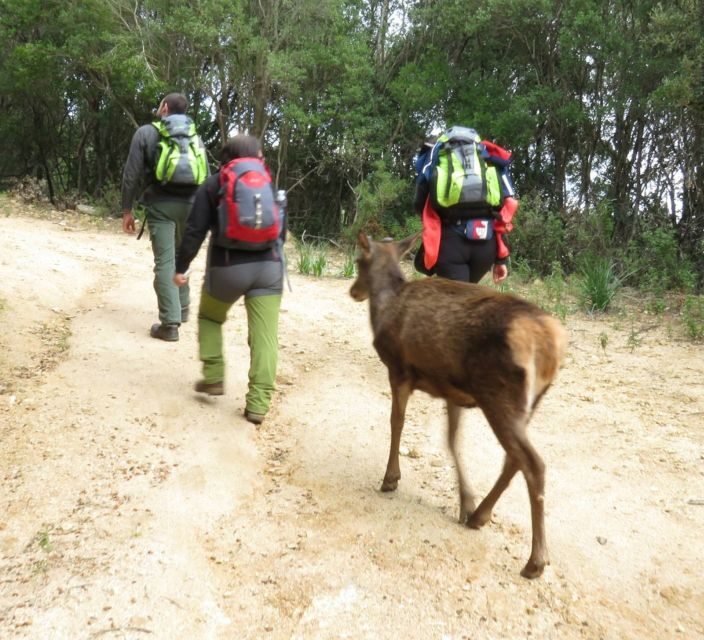 Castiadas: trekking in the S'Acqua Callenti forest - Key Points