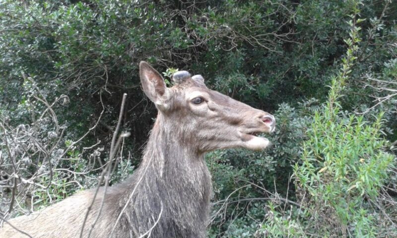 Castiadas: trekking in the S'Acqua Callenti forest - The Experience: What You Can Expect