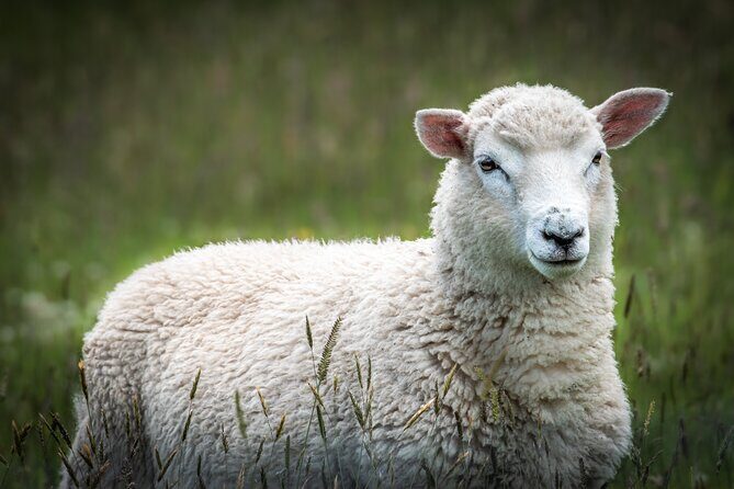 Castle, Coast & City Tour - 8 pax max - Castle Entrance Included - Practical Tips for Participants