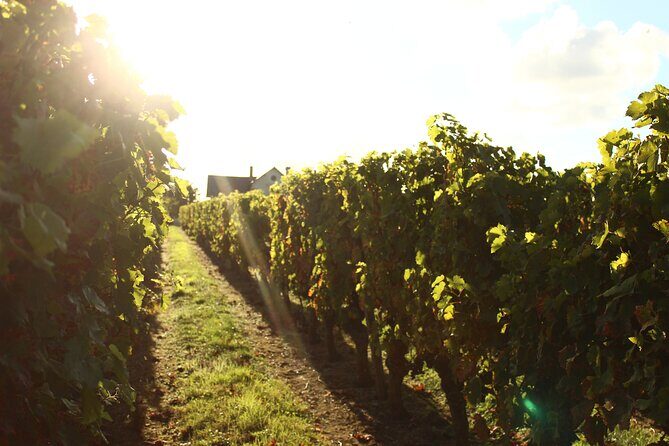 Castle Epicurean Experience with Wine & Local Specialties - Authentic Experiences and Reviewer Insights