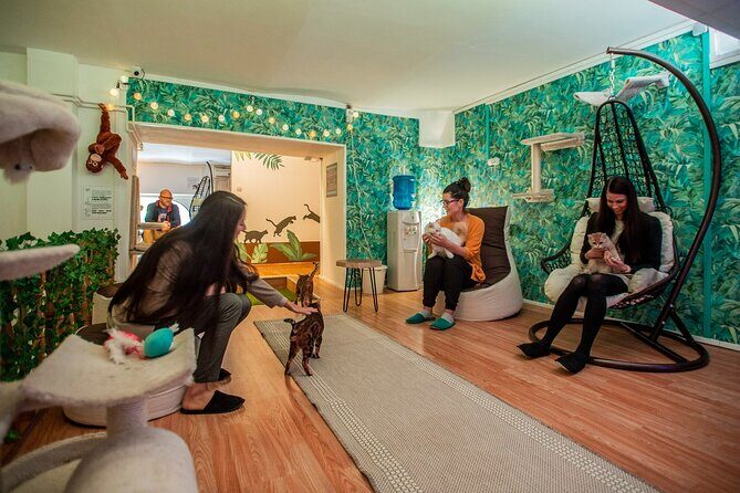 Cat Museum Budapest Entry Ticket - The Experience Breakdown: What to Expect at the Cat Museum Budapest