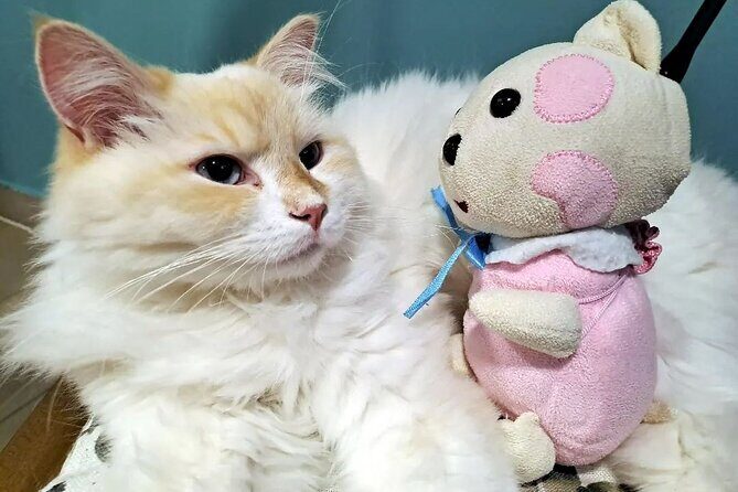 Cat Museum Budapest Entry Ticket - Who Should Visit?