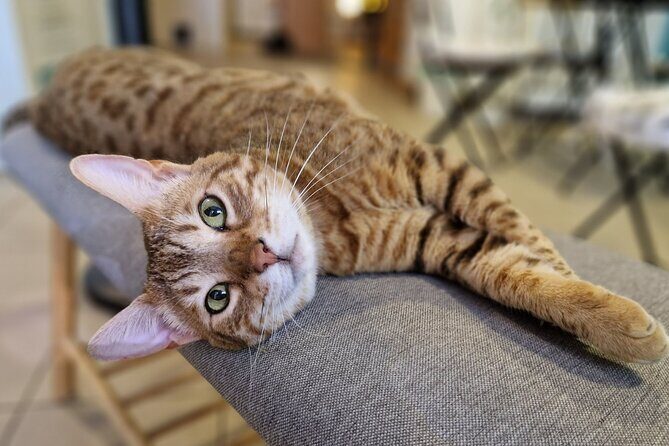 Cat Museum Budapest Entry Ticket - FAQ