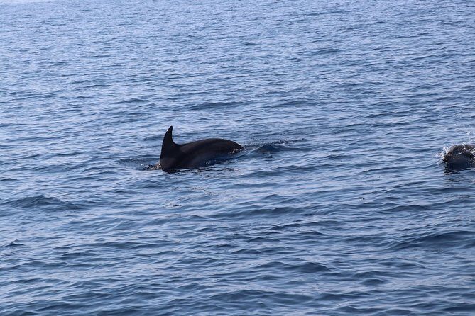 Catamaran excursions in the Asinara island National park - Frequently Asked Questions