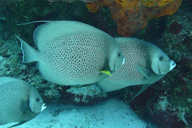 Catamaran Isla Mujeres Drinks and Lunch Party - Final Thoughts: Is It Worth It?