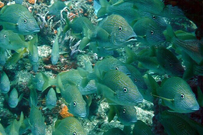 Catamaran Isla Mujeres Drinks and Lunch Party - Frequently Asked Questions