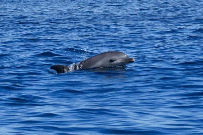 Catamaran Le Providence: Discover the bottlenose dolphin at Le Grau-du-Roi - Key Points