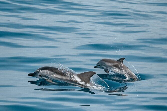 CATAMARAN OCEAN CRUISE TOUR, Food & Drinks included! - The Itinerary: What to Expect on This Tenerife Catamaran Tour