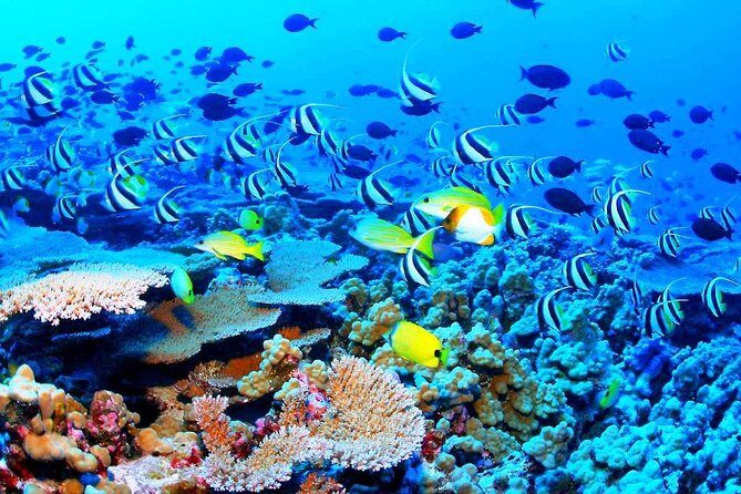 Catamaran Sail and Snorkeling Tour with Open Bar in Puerto Morelos - The Cost and Value