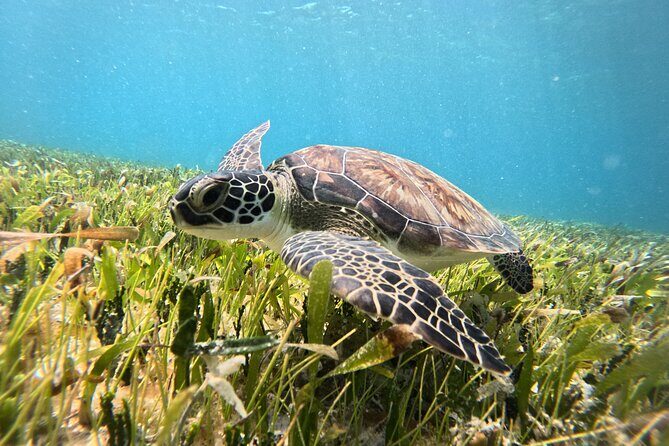 Catamaran Sailing to Isla Mujeres From Cancun - The Sum Up: Is It Worth It?