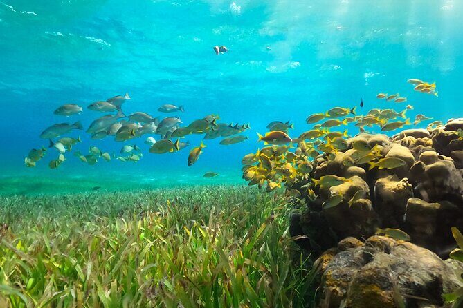 Catamaran Snorkeling and Lunch Tour to Isla Mujeres Included - Final Thoughts