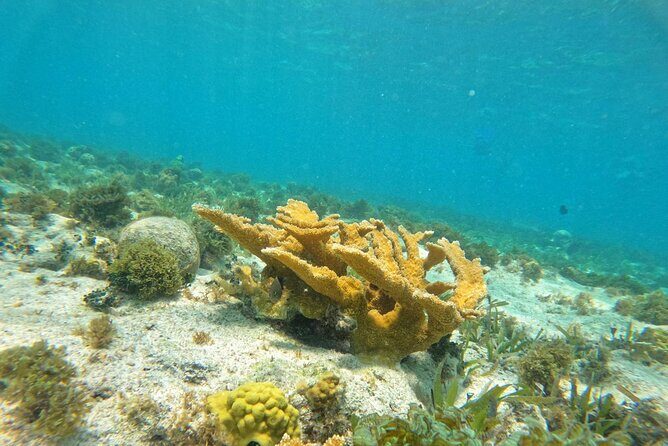 Catamaran with Snorkeling and Playa Norte Beach, Isla Mujeres - Whats Included and What’s Not