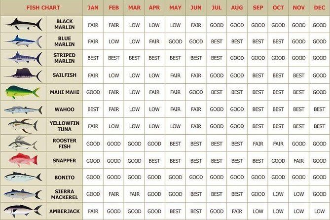 Catch the big one in Cabo! All inclusive fishing! - Analyzing Value and Practicality