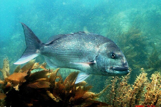 Cathedral Cove Dive & Snorkel- Marine Reserve specialised trips - In-Depth Look at the Itinerary and Site Highlights