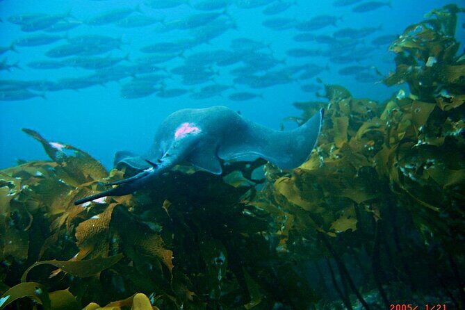 Cathedral Cove Dive & Snorkel- Marine Reserve specialised trips - The Sum Up: Who Will Love This Tour?
