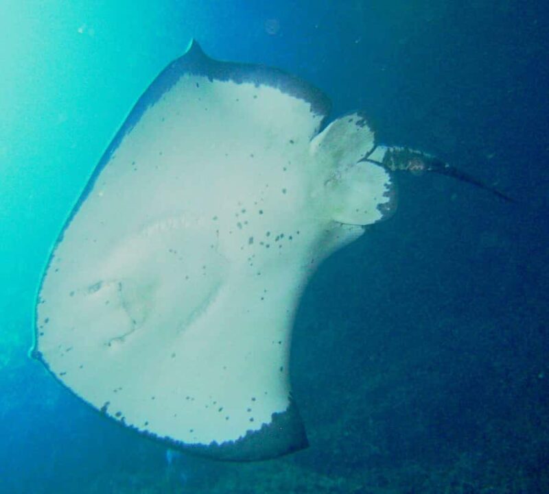 Cathedral Cove Marine Reserve: Snorkeling Boat Trip - Introduction: An Authentic Snorkeling Adventure in New Zealand’s Marine Paradise