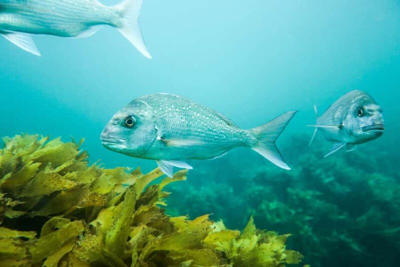 Cathedral Cove Marine Reserve: Snorkeling Boat Trip - In The Sum Up
