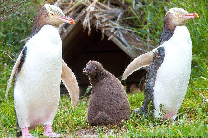 Catlins Cruiser Private Tour from Dunedin Cruise Port - Transportation, Timing, and Group Size