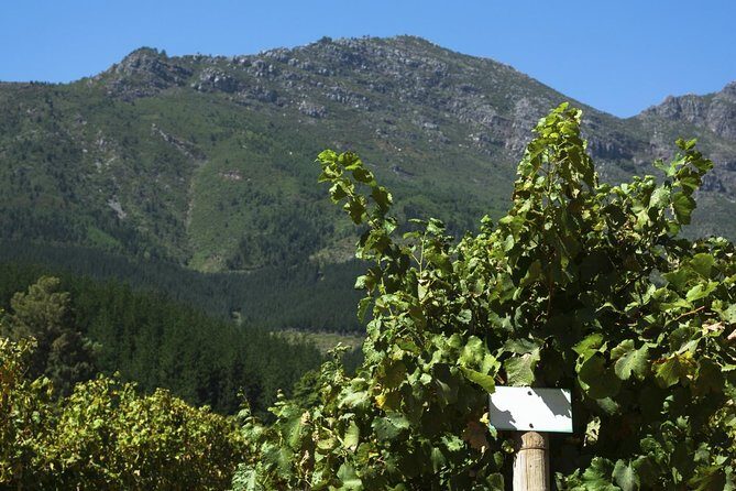 Cavas Freixenet Wine Tour from Mexico City - Key Points