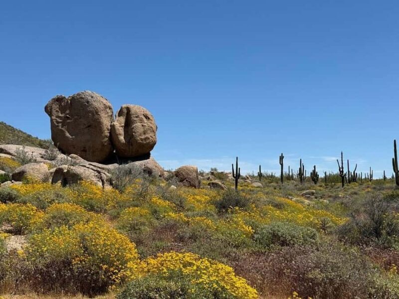 Cave Creek: Private Guided Sonoran Desert Hiking Tour - The Sum Up
