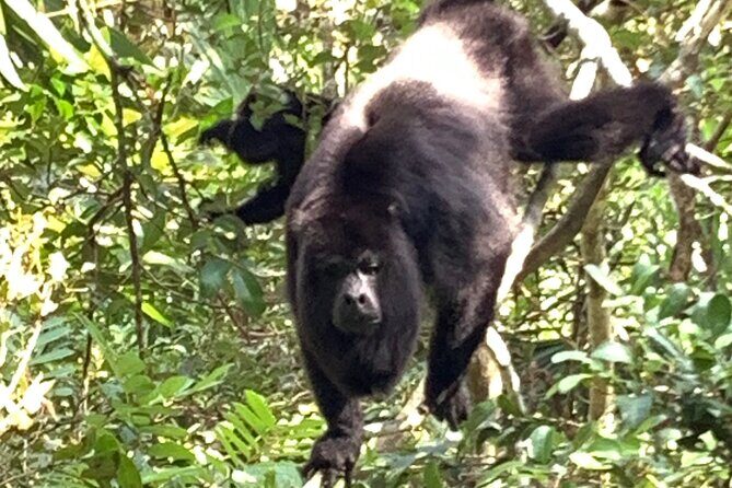 Cave Tubing Paradise and The Howler Monkey Sanctuary - Who Will Love This Tour?