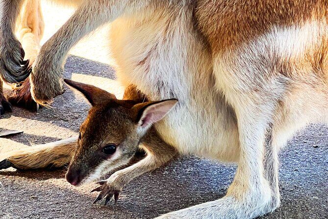 Caversham Wildlife and Swan Valley Private Tour - Who Will Love This Tour?