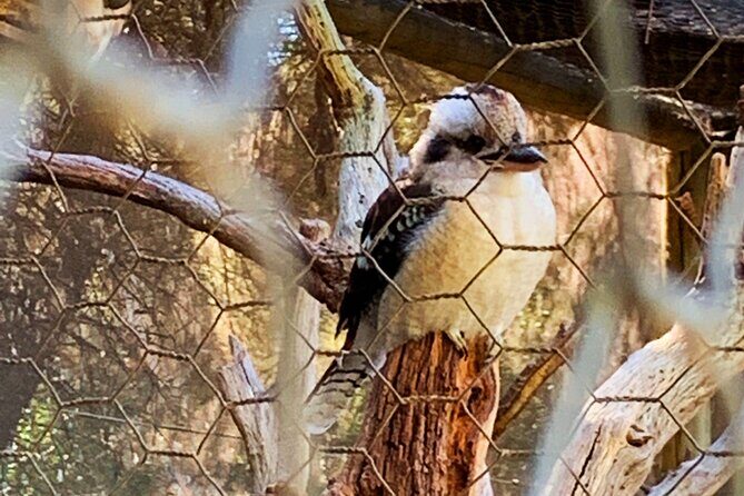 Caversham Wildlife and Swan Valley Private Tour - Final Thoughts: Is It Worth It?