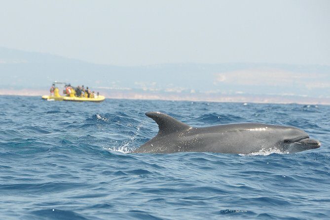 Caves and Dolphin Watching Cruise from Albufeira - Who is This Tour Best For?
