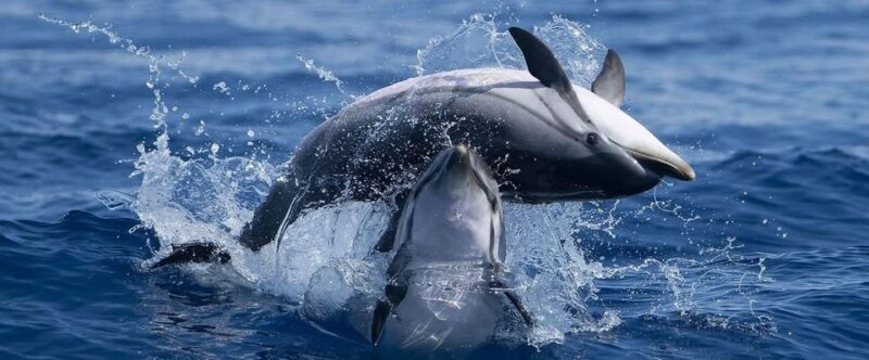 Caves & Dolphins - Combined Trip - Key Points