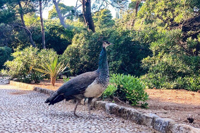 Cavtat/Srebreno: Lokrum Island , Betina Cave & st Jacobs Beach - FAQ