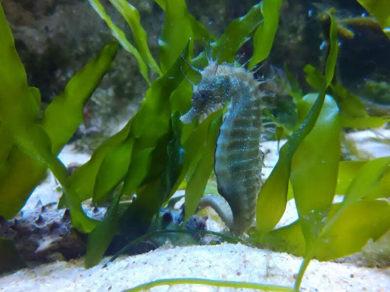 CCVAlgarve Family Ticket | 2 adults + Children - Final Thoughts: Who Is This Tour For?