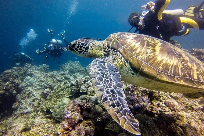 Cebu Moalboal Beach, Sardine Run, Sea Turtle Viewing + Canyoneering Tour - What Do the Reviews Say? Insights You Can Trust
