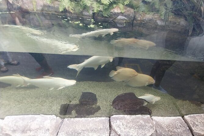 Cebu Ocean Park - An In-Depth Look at Cebu Ocean Park