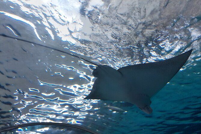 Cebu Ocean Park - Final Thoughts: Who Should Visit Cebu Ocean Park?
