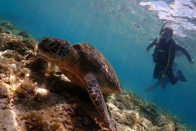 Cebu: Scuba Diving Experience beach entry in Mactan - What to Expect from the Tour
