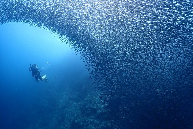Cebu: Scuba Diving Experience beach entry in Mactan - FAQs