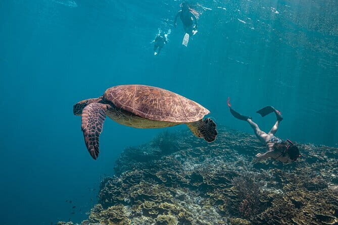 Cebu Ultimate Oslob Whale Shark and Moalboal Turtles Joiner Tour - Setting Out Early for a Full Day of Adventure