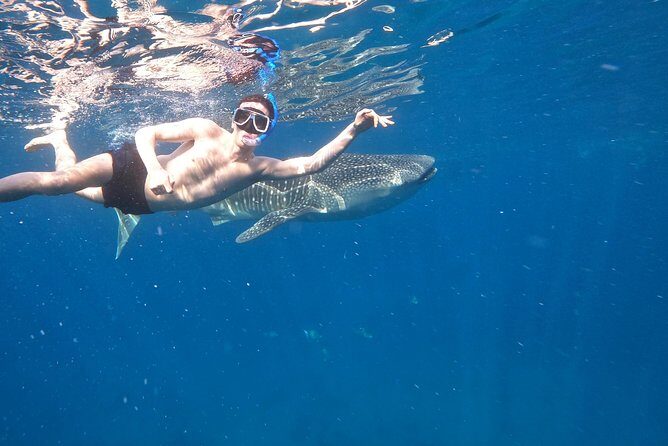 Cebu Whaleshark Tour - How Does the Tour Offer Value?