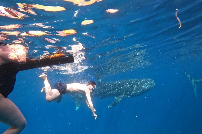 Cebu Whaleshark Tour - Who Is This Tour Best For?