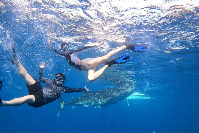 Cebu Whaleshark Tour - FAQ