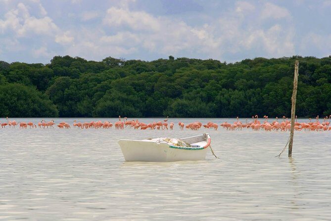 Celestun Biosphere Reserve Tour from Merida - Who Should Consider This Tour?