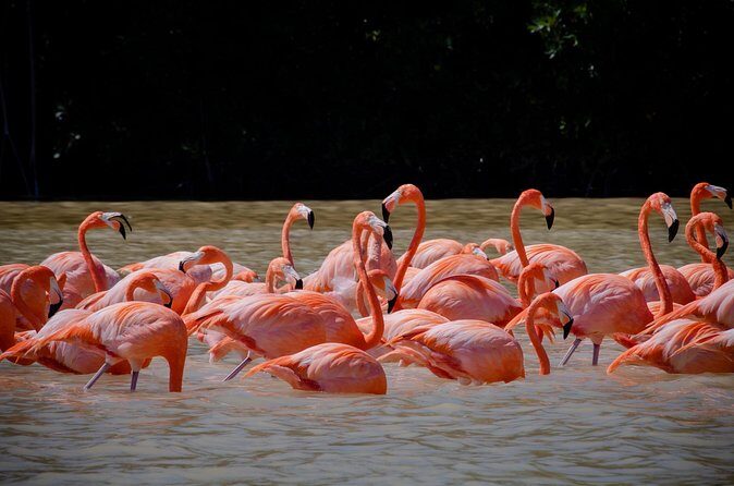 Celestun Flamingos Beach & Seafood Tour departure from Merida - Who Is This Tour Best For?