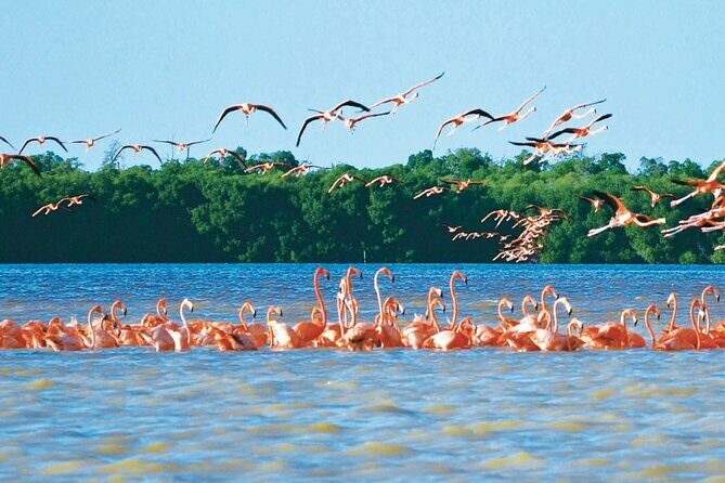 Celestun mangrove boat tour from Mérida - Introduction to the Celestún Mangrove Tour