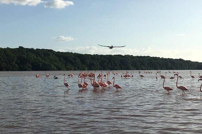 Celestun mangrove boat tour from Mérida - Considerations and Practical Tips