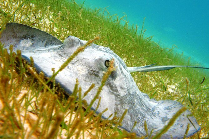 Cenote and Akumal Snorkel - An In-Depth Look at the Tour Experience