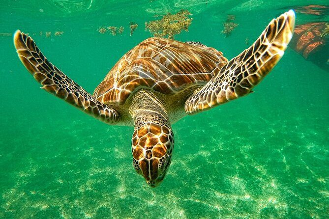 Cenote and Swimming with Turtles Private Tour in Akumal - Key Points