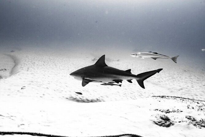 Cenote Diving in Tulum A Thrilling Adventure for Certificates - A Deep Dive into the Cenote Experience